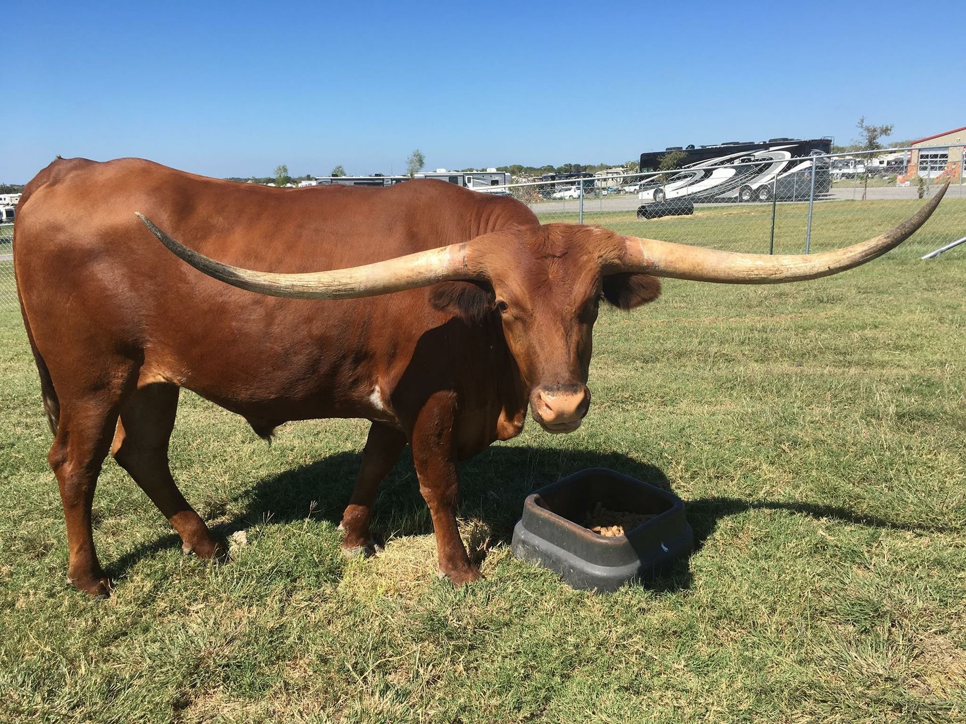 A brown cow with long horns is standing in a grassy field