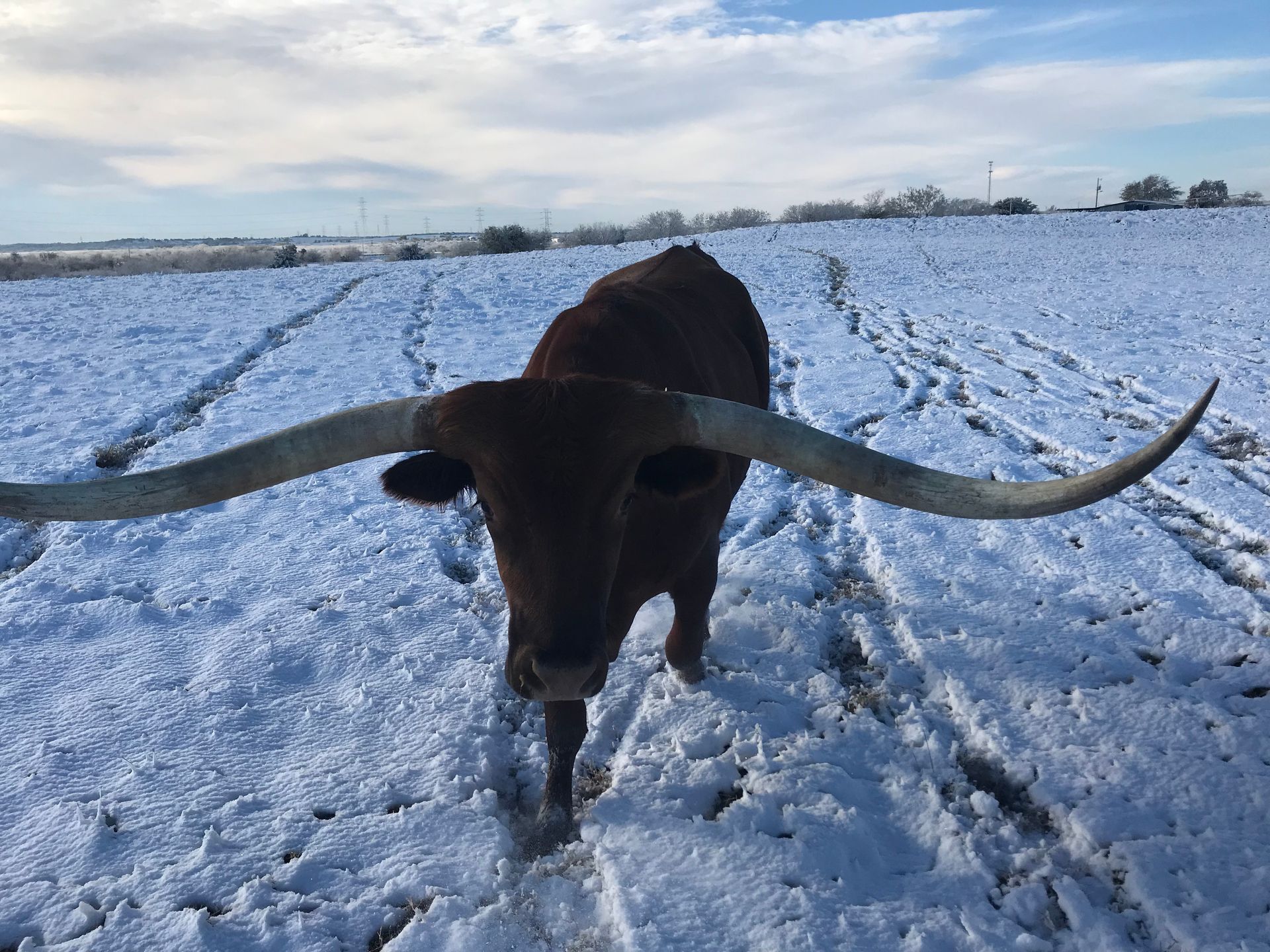 A brown cow with long horns is standing in a snowy field