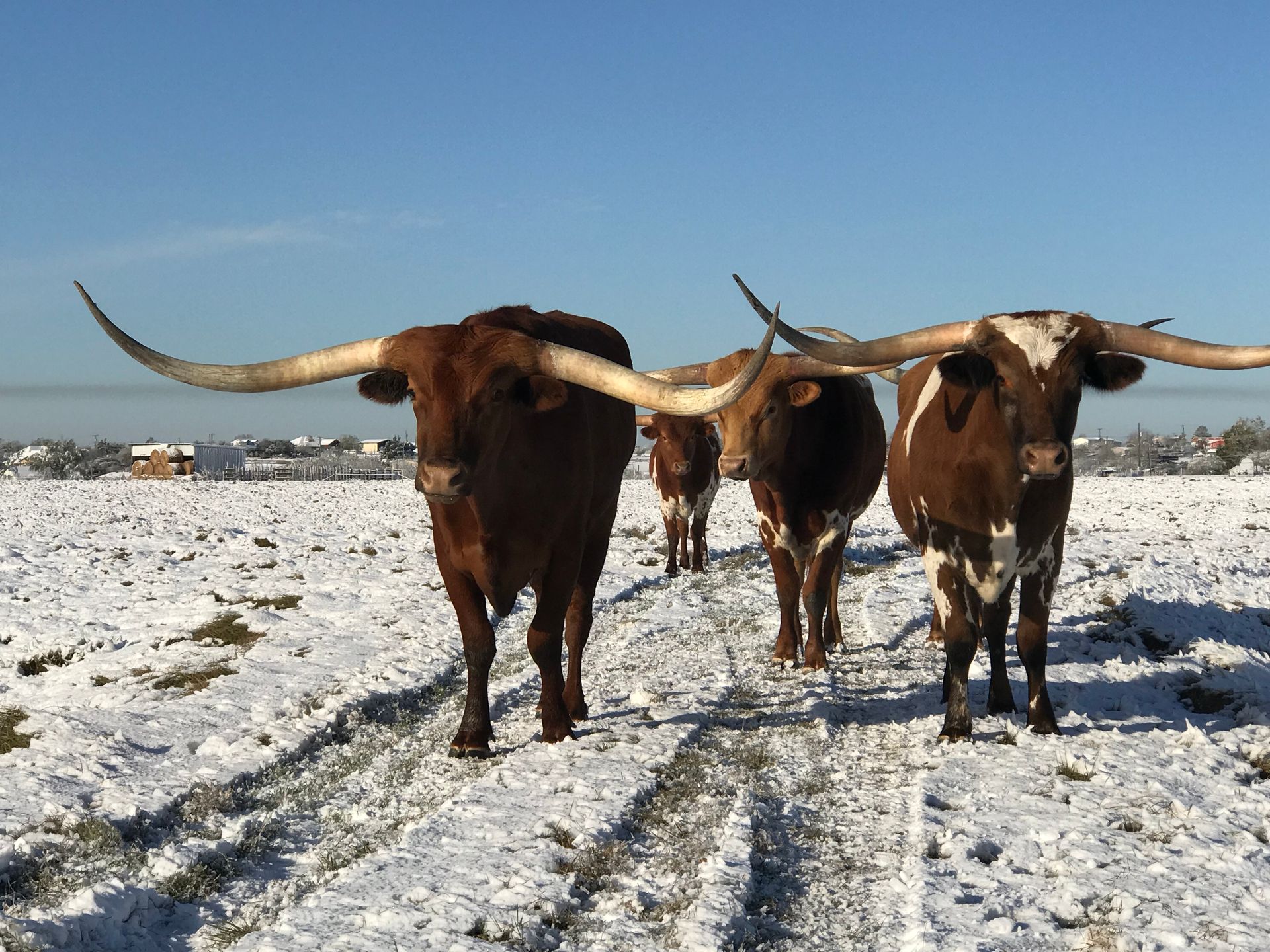 A herd of longhorn cattle walking down a snowy road
