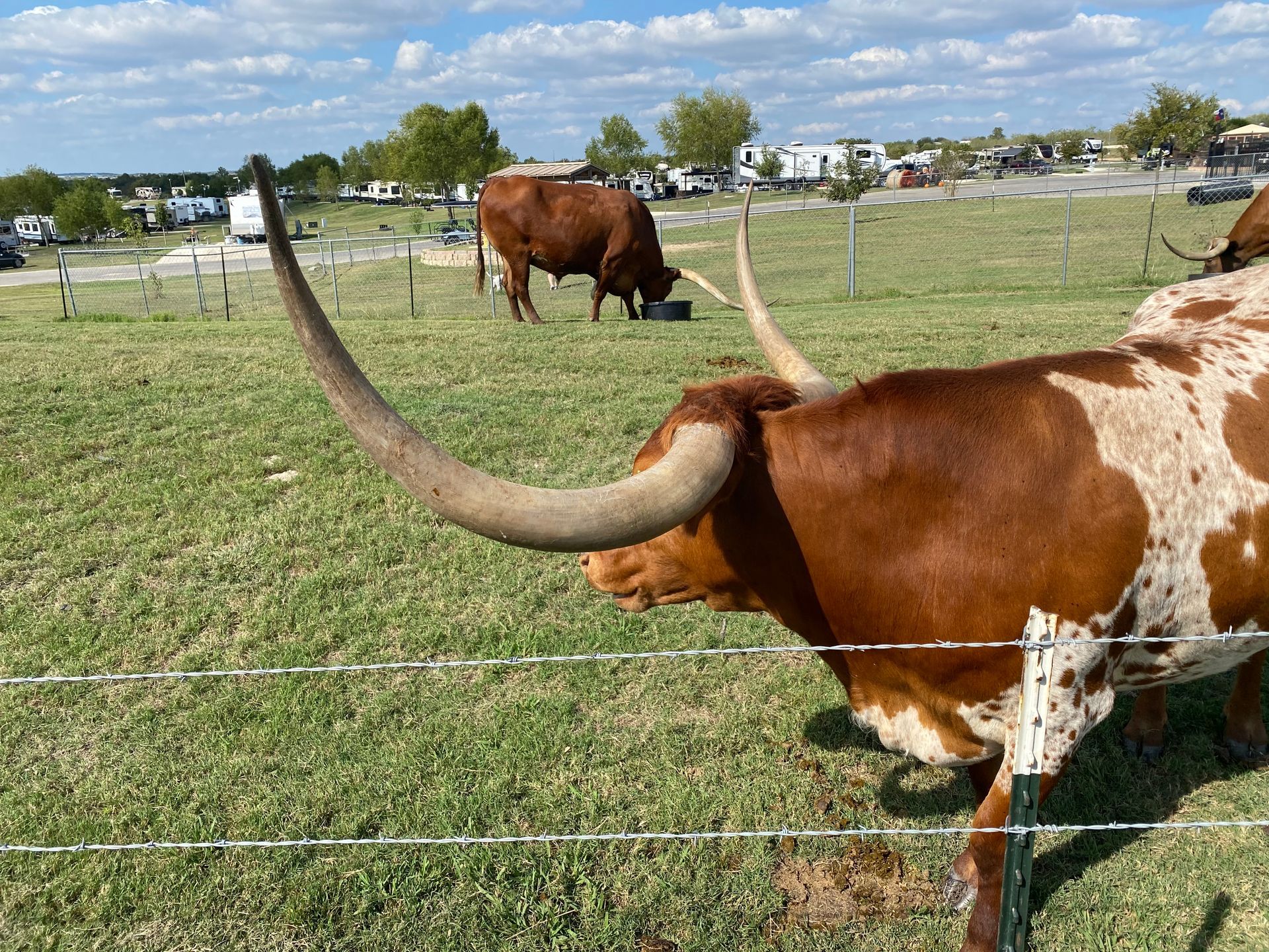 A brown and white cow with long horns is grazing in a field behind a barbed wire fence