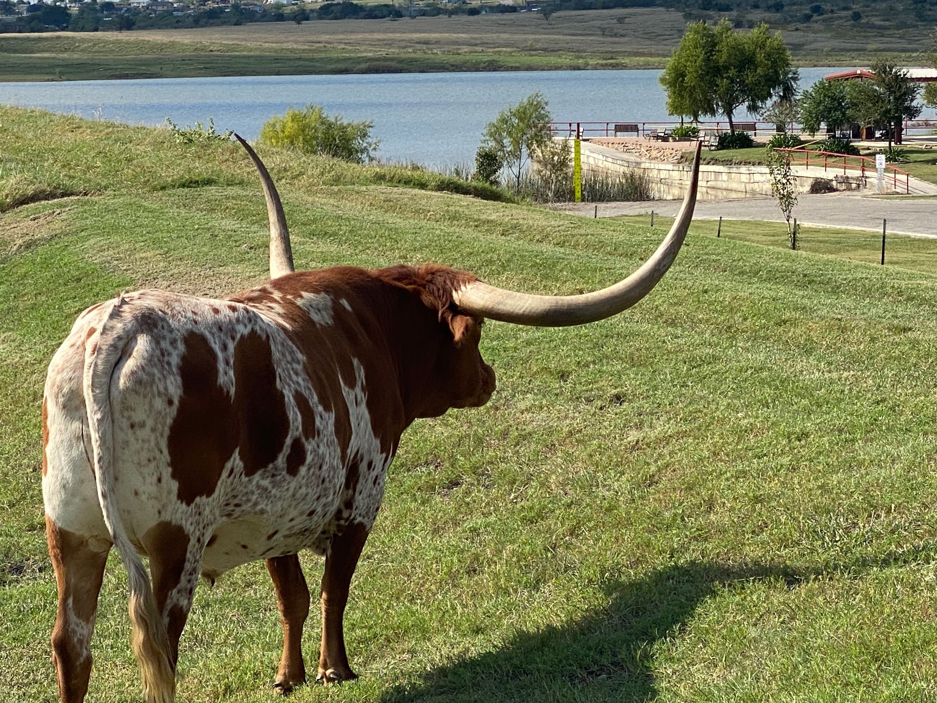 A brown and white longhorn standing in a grassy field