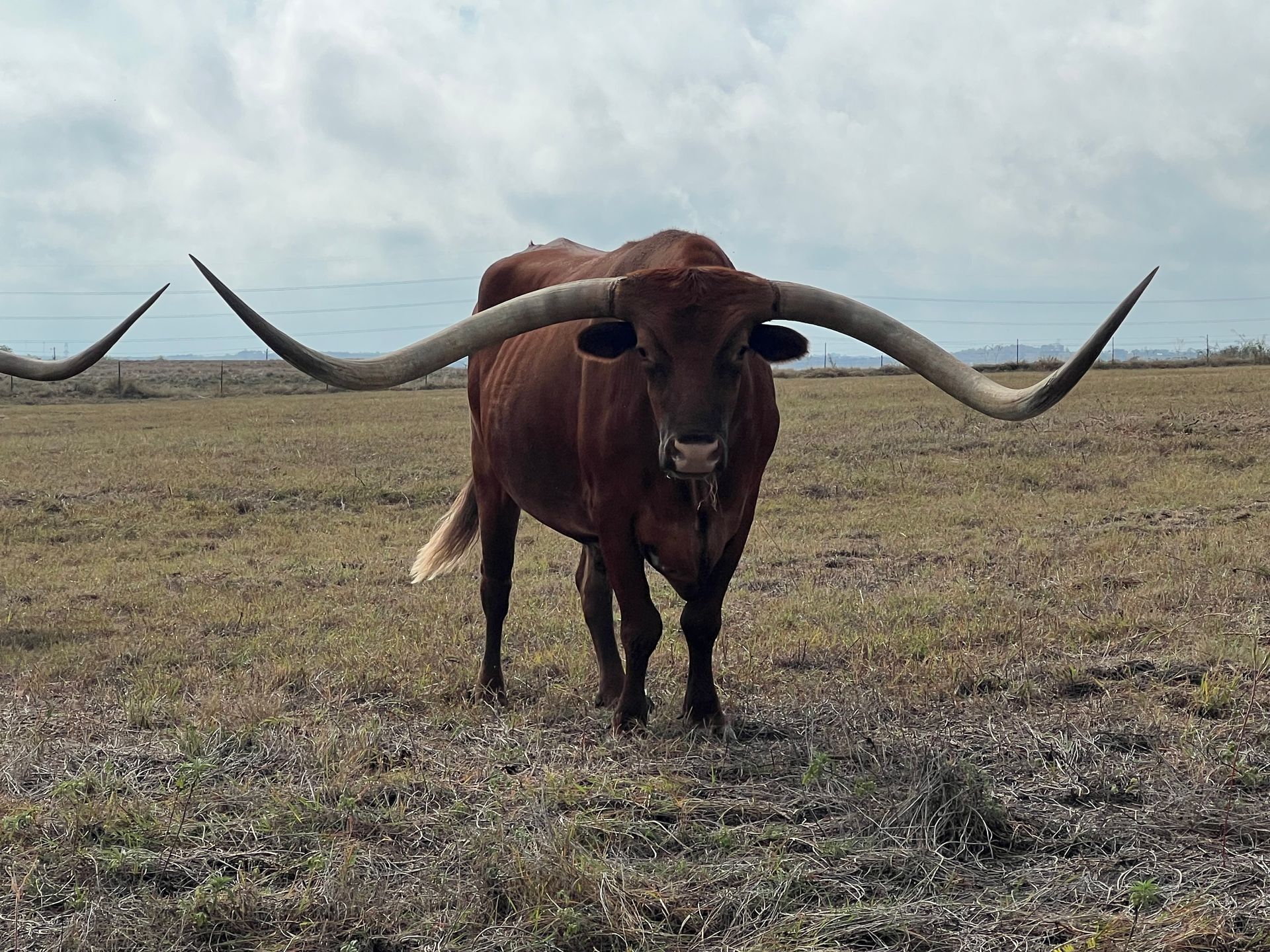 A brown bull with long horns is standing in a field