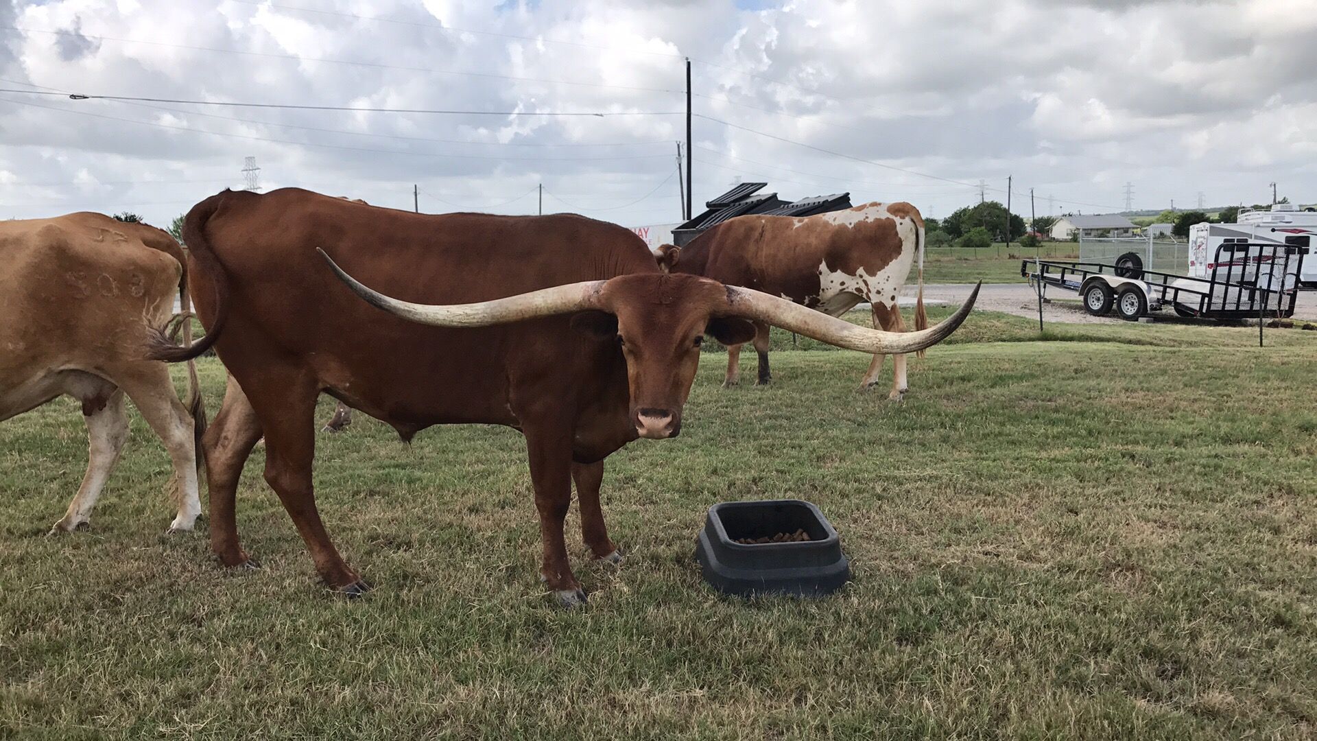 A herd of longhorn cattle standing in a grassy field