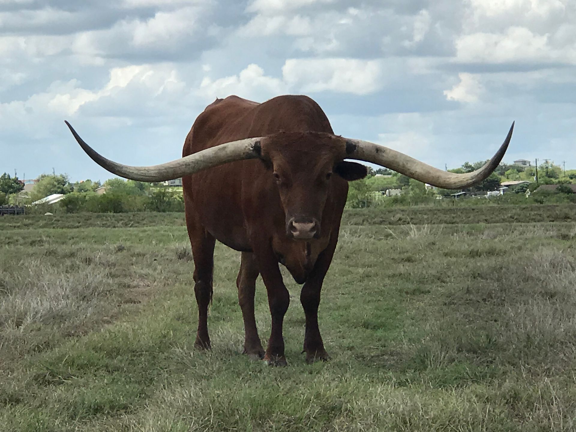 A brown bull with long horns standing in a grassy field