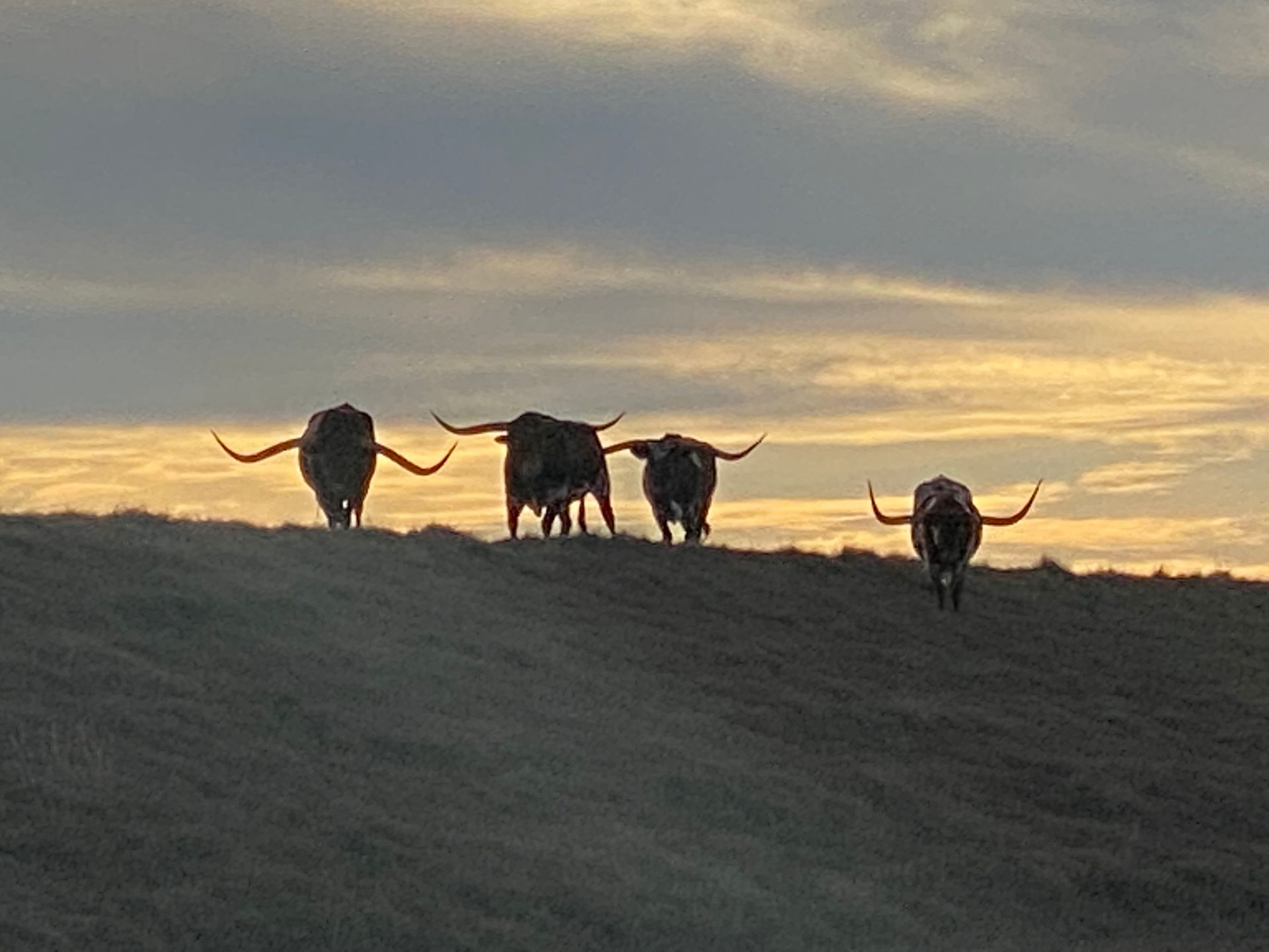 A herd of longhorn cattle standing on top of a hill at sunset