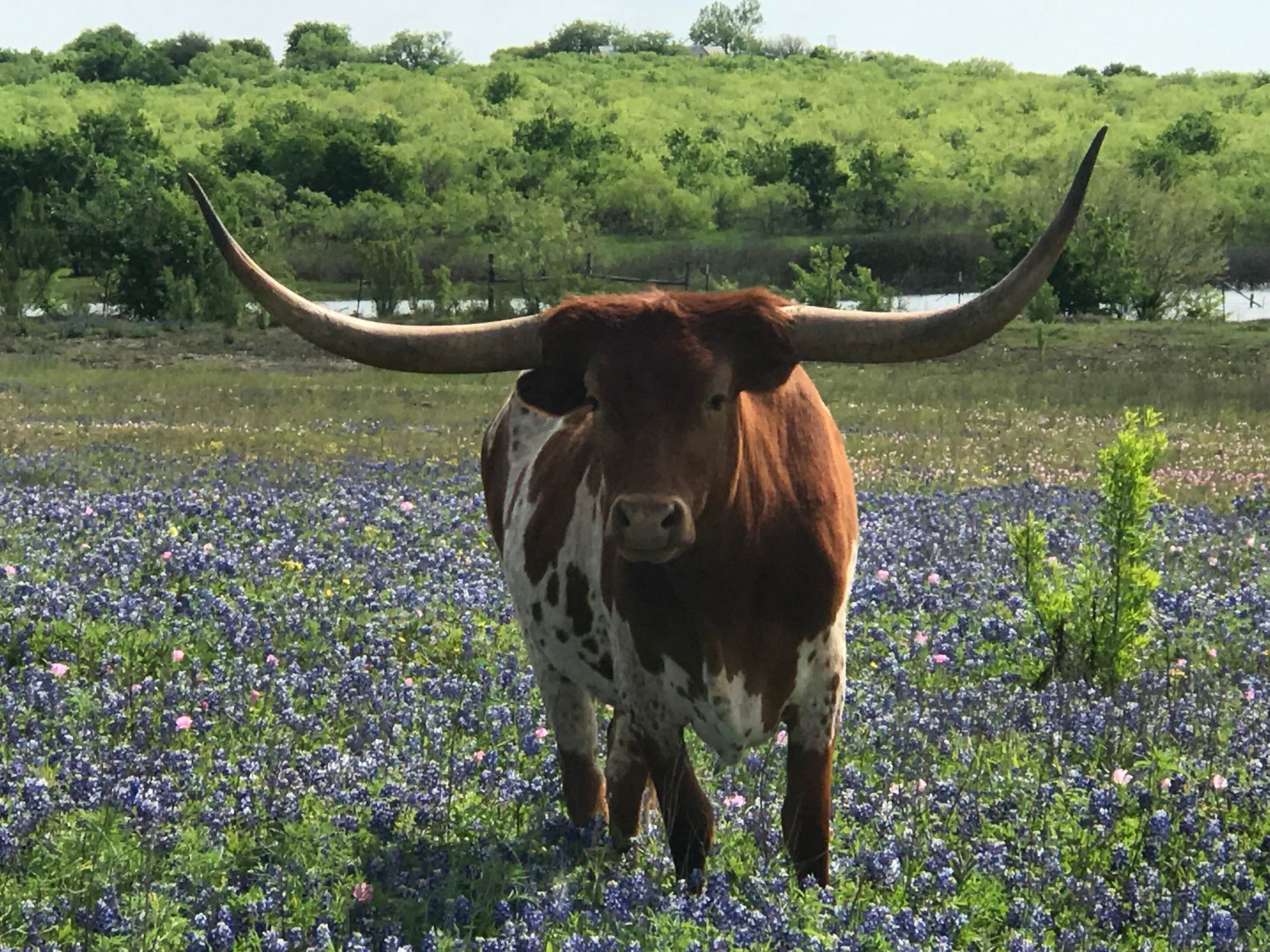 A longhorn cow is standing in a field of blue flowers