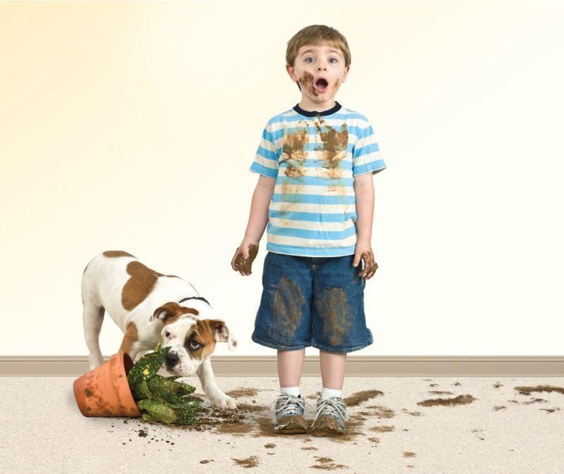 Boy with dirt on face and clothes, standing near overturned flower pot and dog on a cream-colored carpet, looking surprised.
