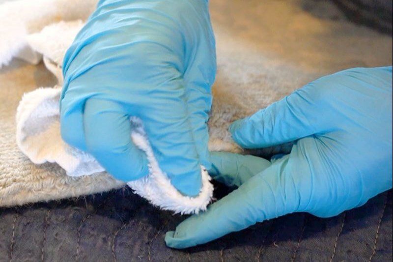 A person wearing blue gloves is cleaning rug
