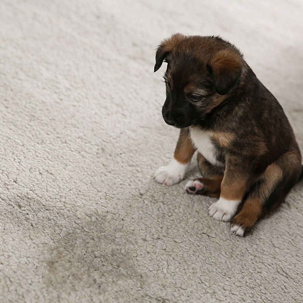 Puppy sitting on carpet