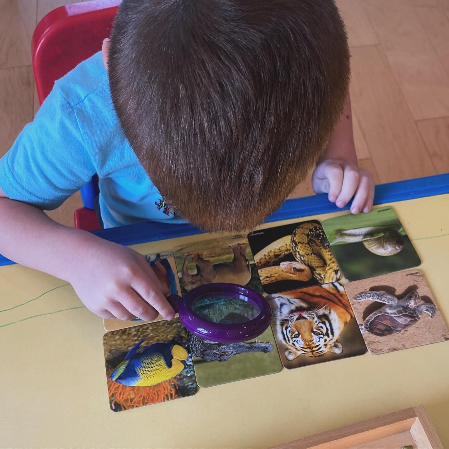A child using a magnifying glass to examine animal cards on a table.