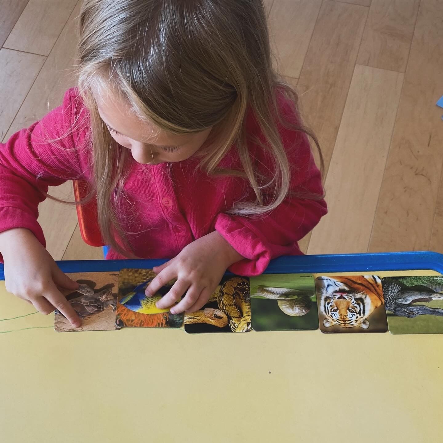 Girl in pink shirt arranging animal cards on a table.