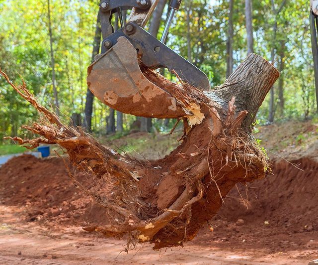 A large tree stump is being removed by a bulldozer