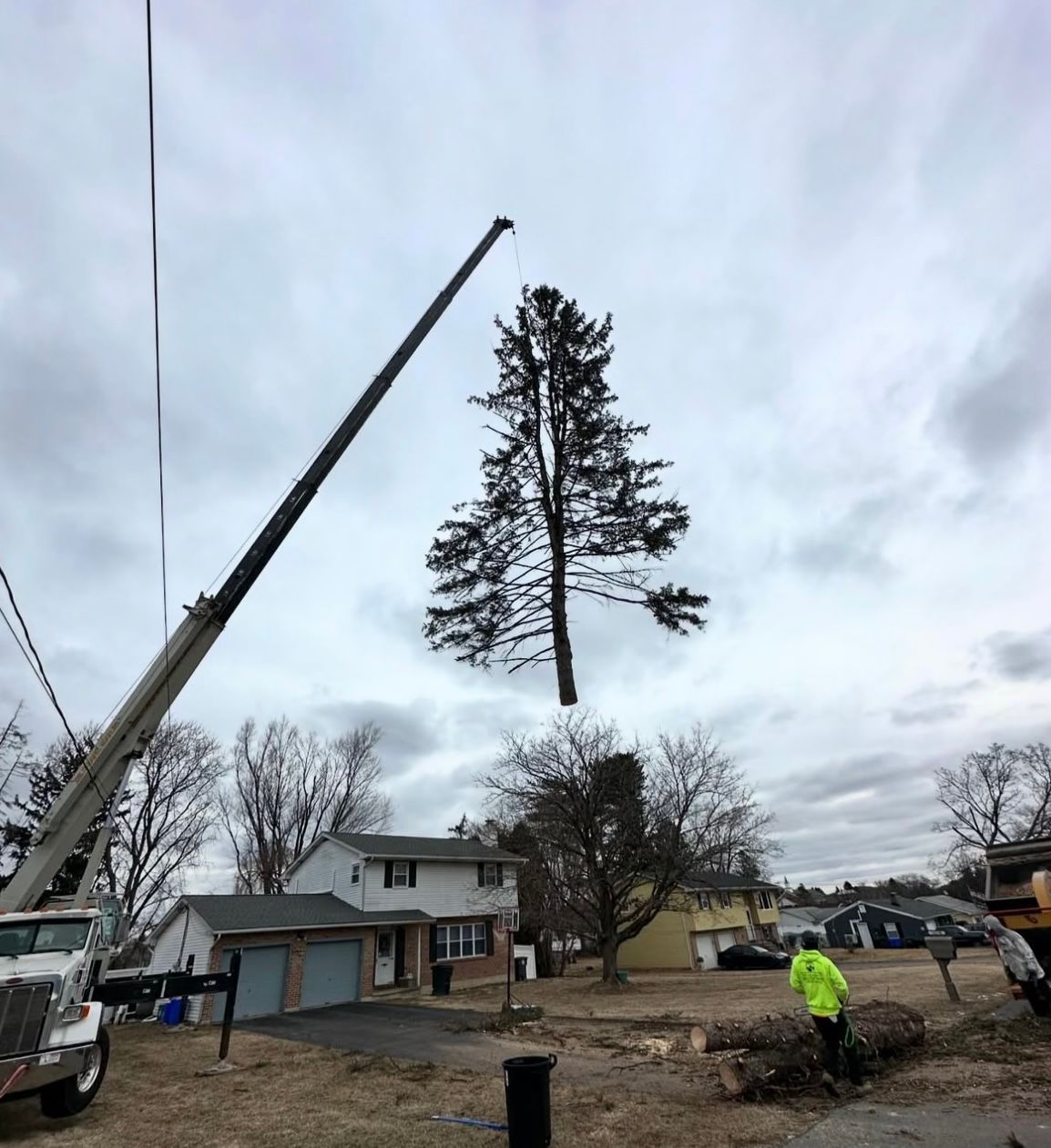 A crane is lifting a tree in a yard.