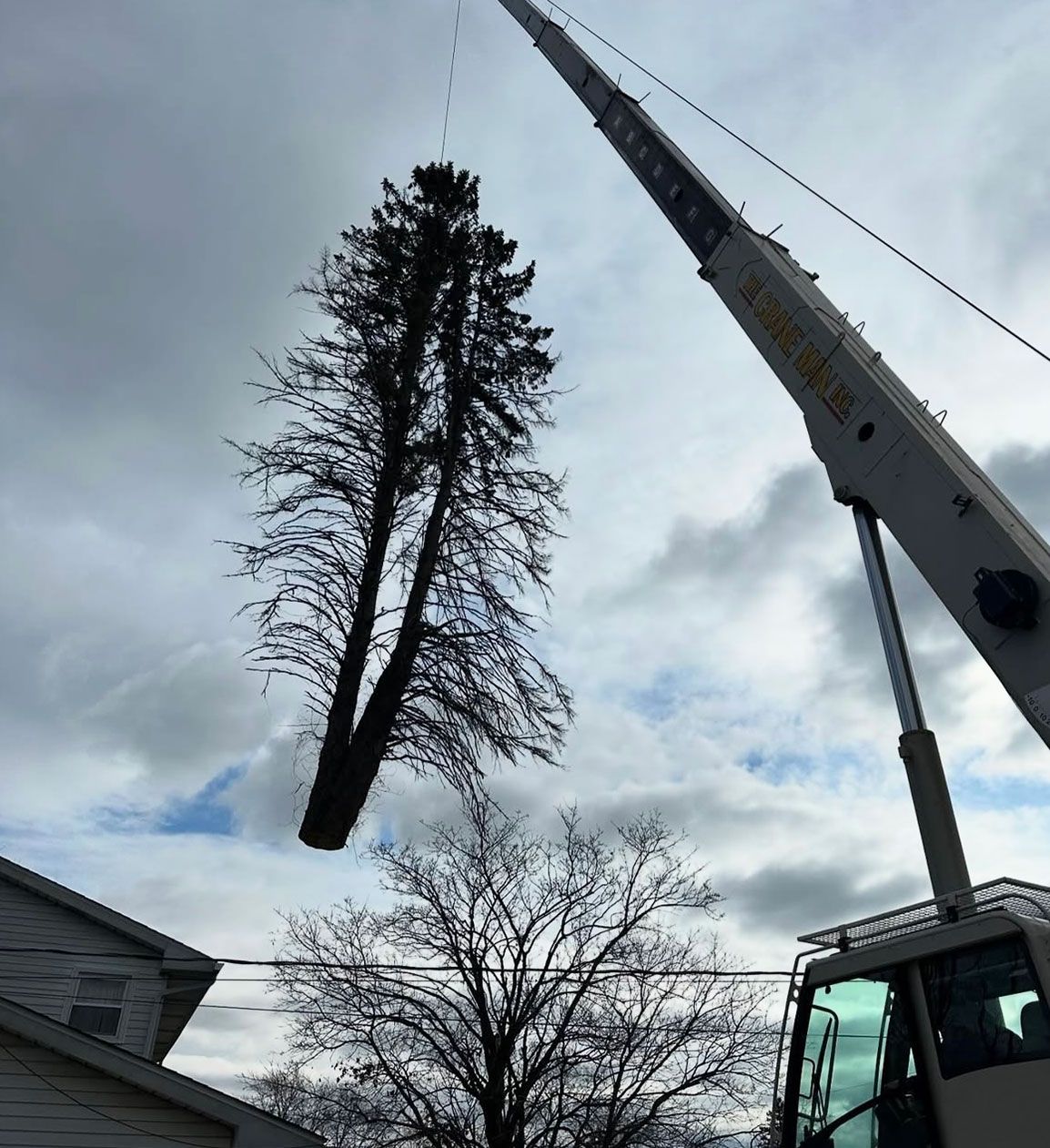 A crane is lifting a tree.