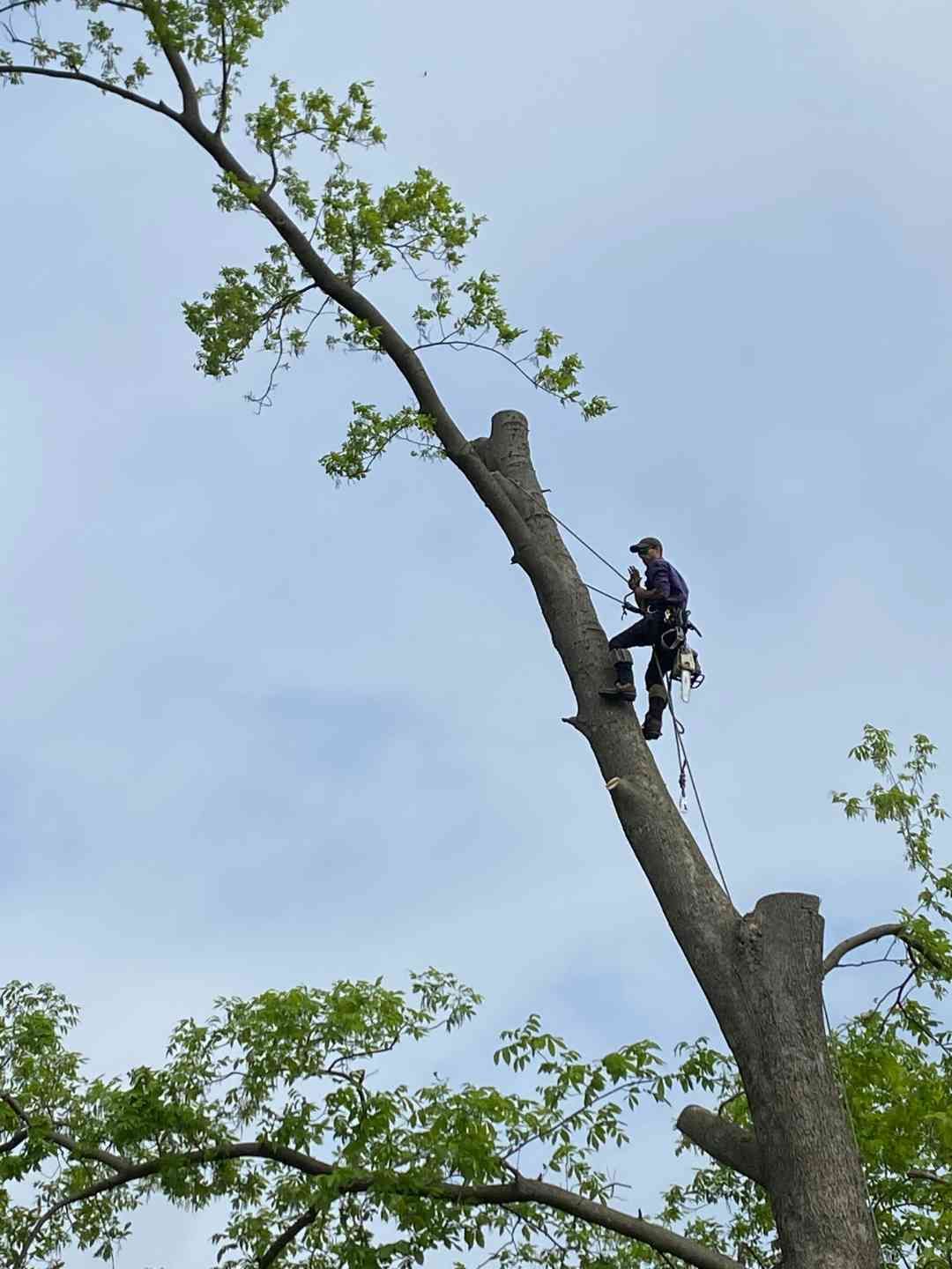 A man is climbing up the side of a tree.