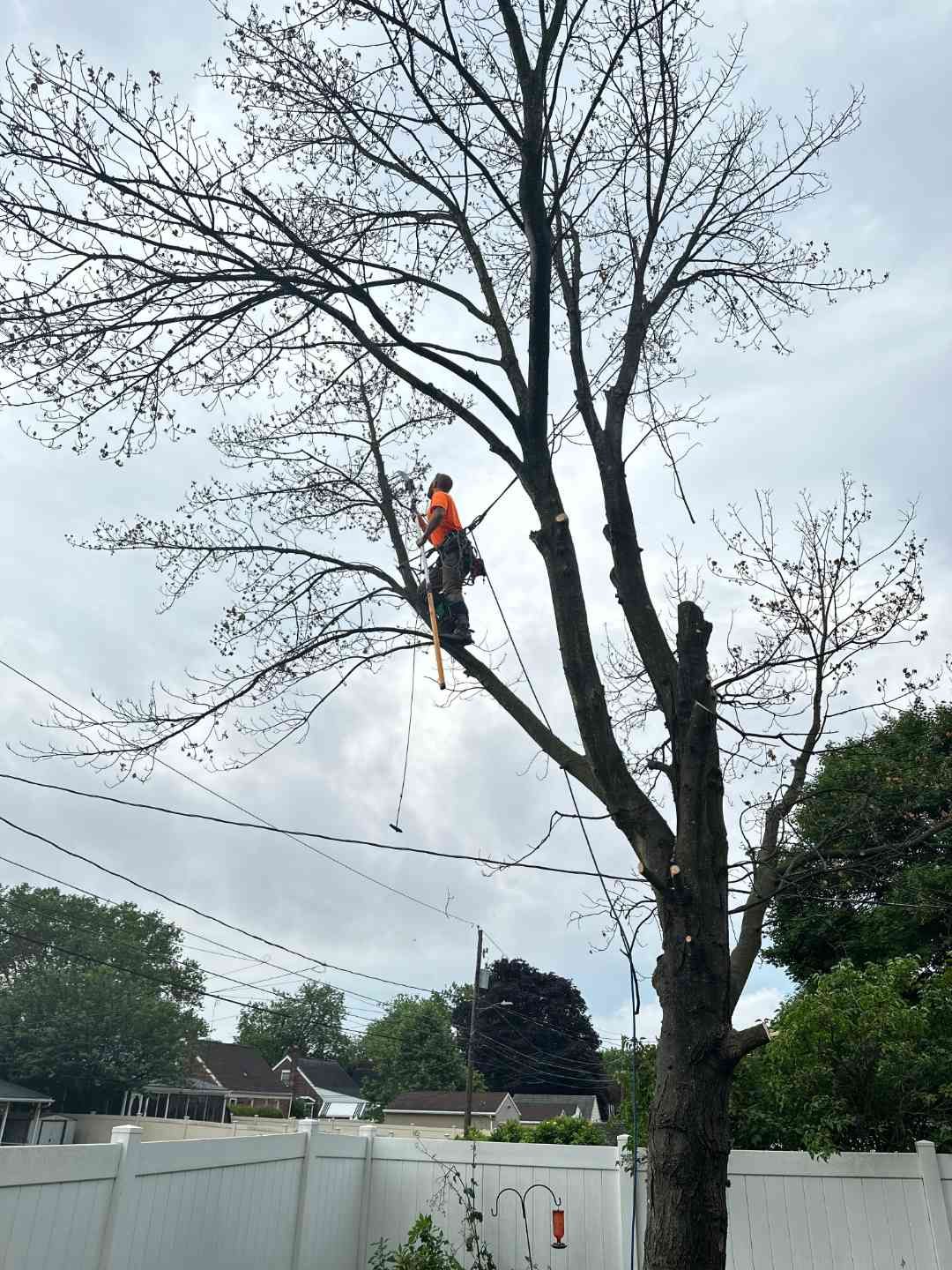 A man is climbing a tree with a chainsaw.