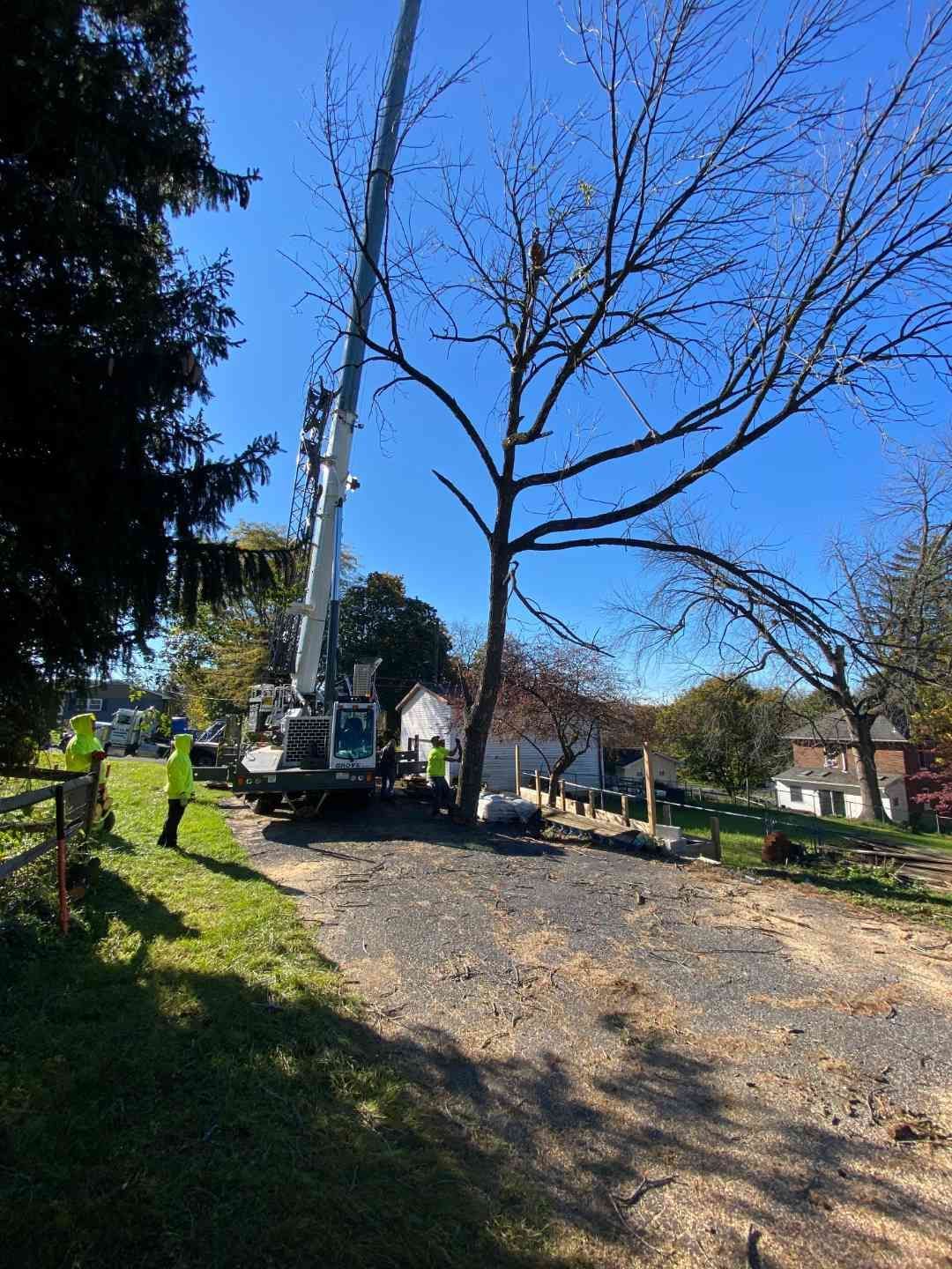 A crane is cutting down a tree in a yard.