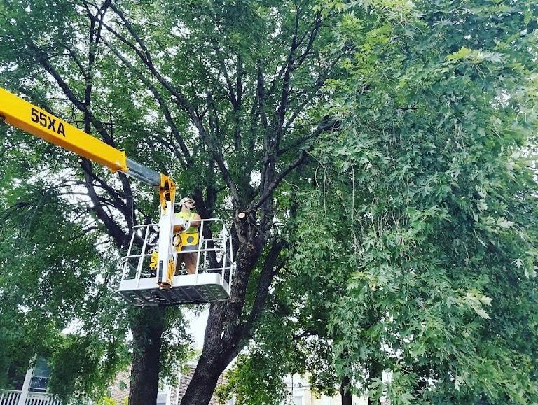 A man is cutting a tree with a crane.