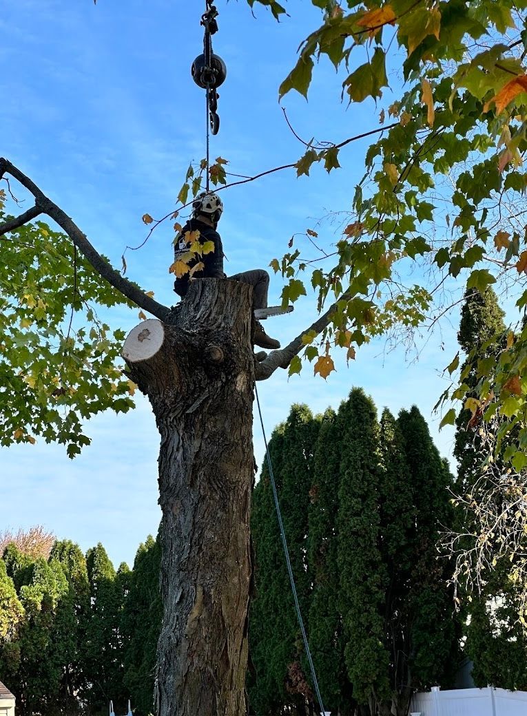 A tree is being cut down with a chainsaw