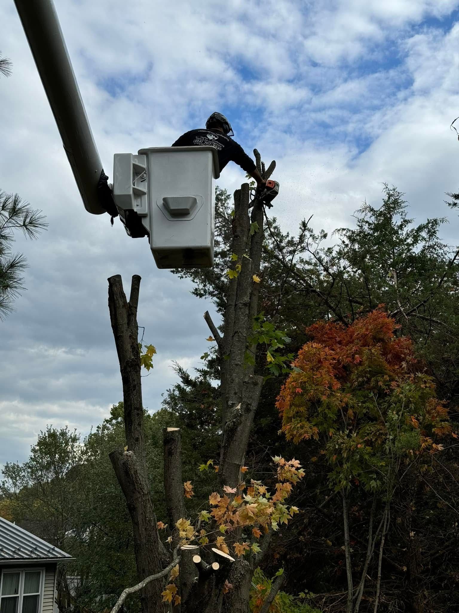 A man in a bucket is cutting a tree.