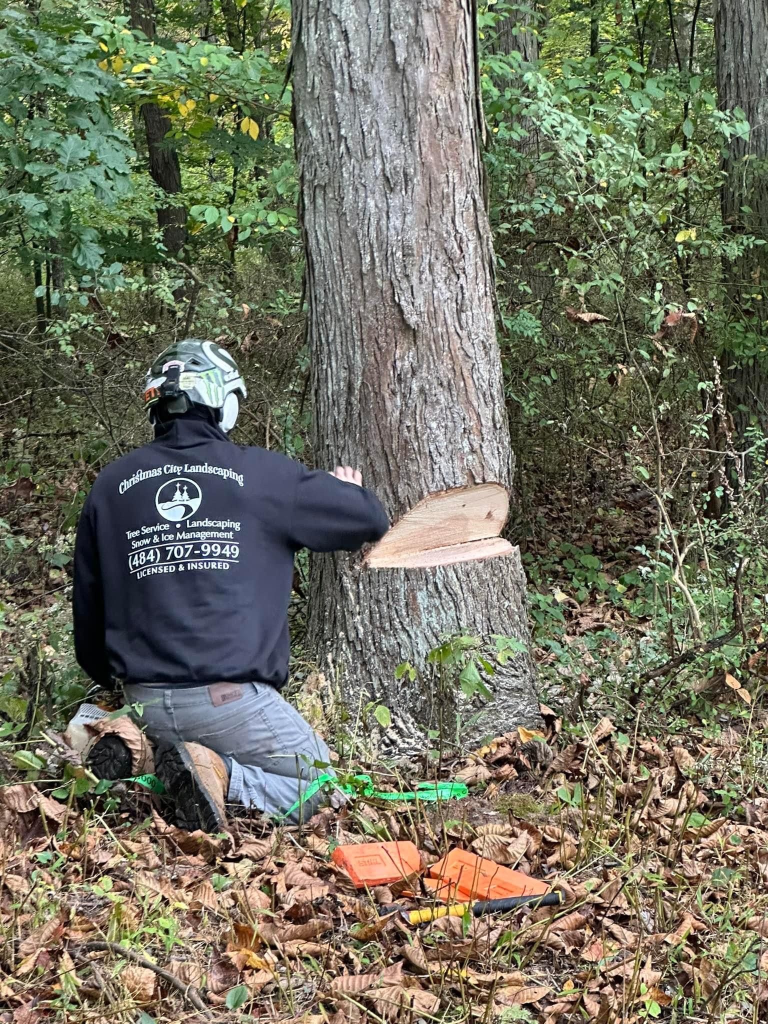 A man is kneeling down next to a tree in the woods.