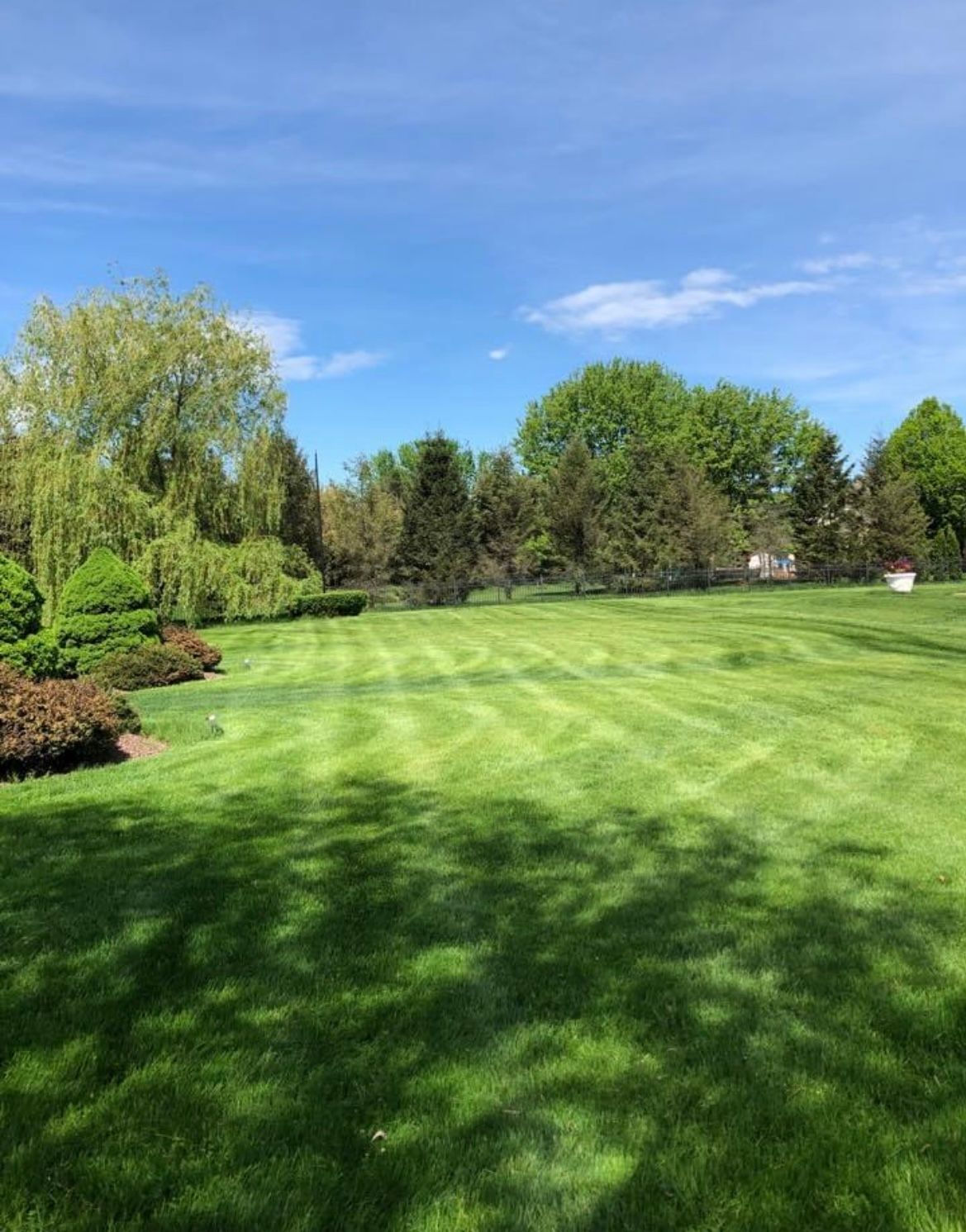 A lush green lawn with trees in the background on a sunny day.