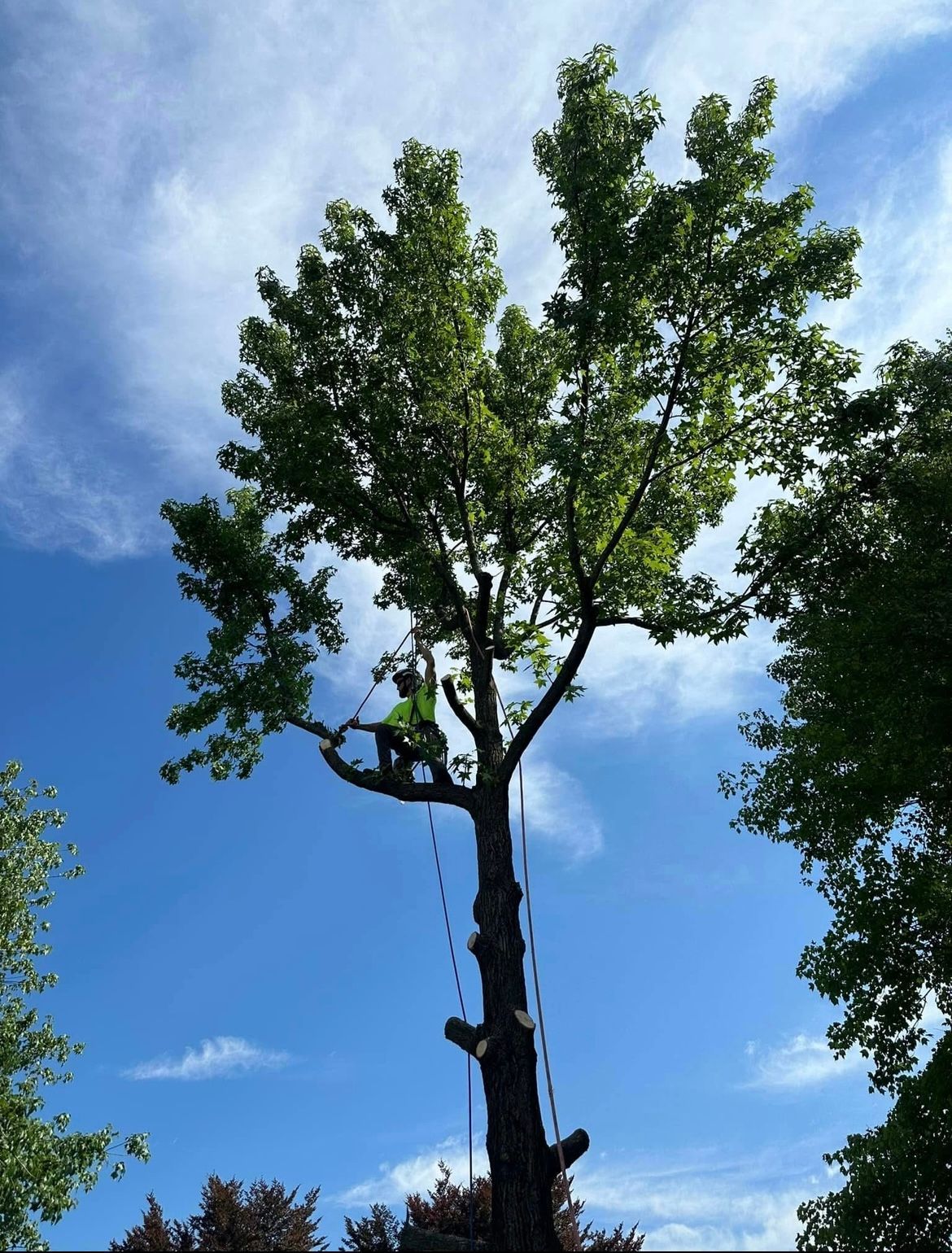 A man is climbing a tree with a blue sky in the background