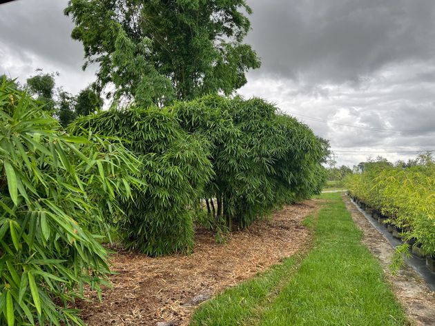 Green trees and shrubs lining a dirt path beside a narrow irrigation ditch under a cloudy sky.