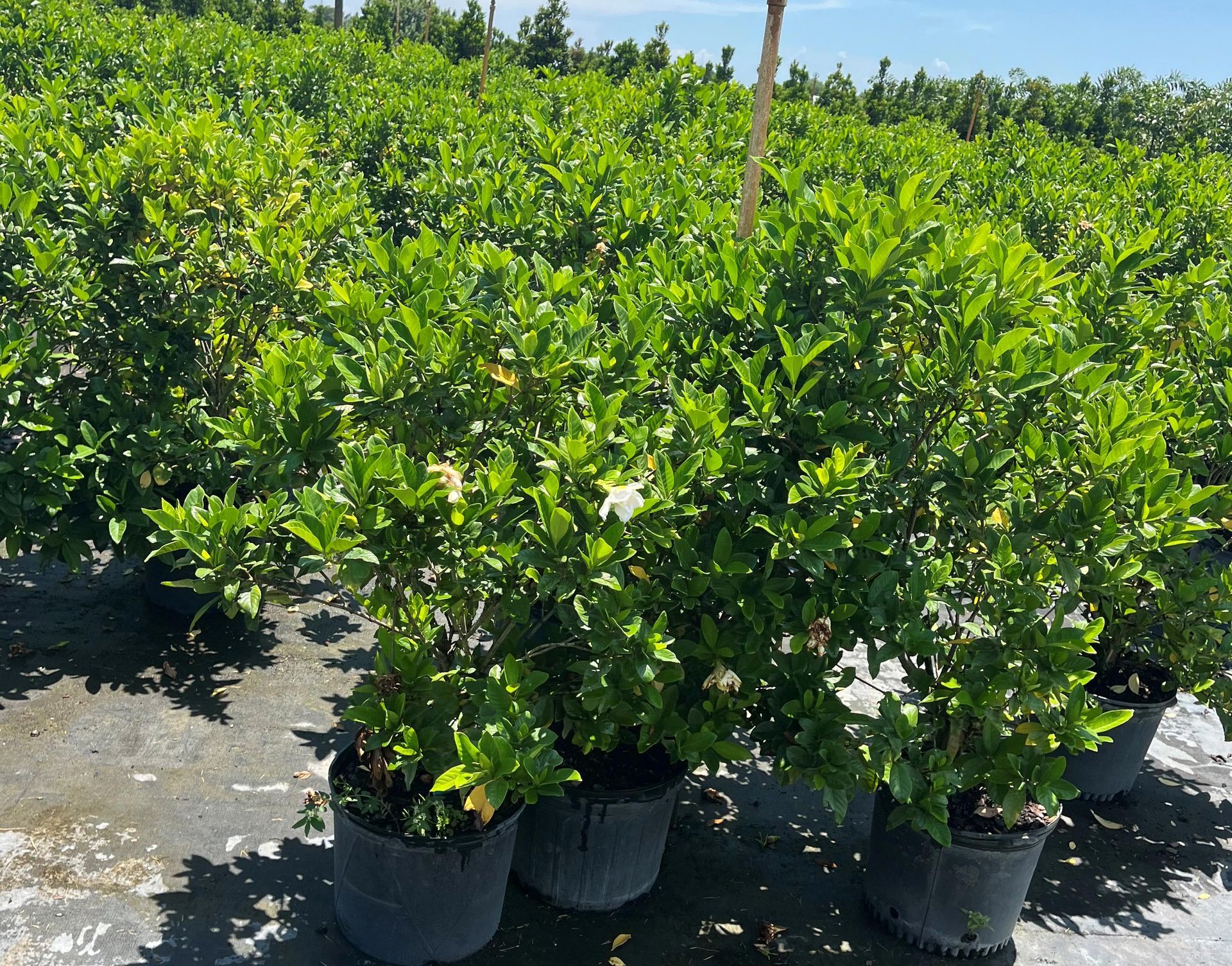 Cal Piper Plantsource