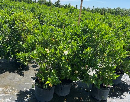 Cal Piper Plantsource
