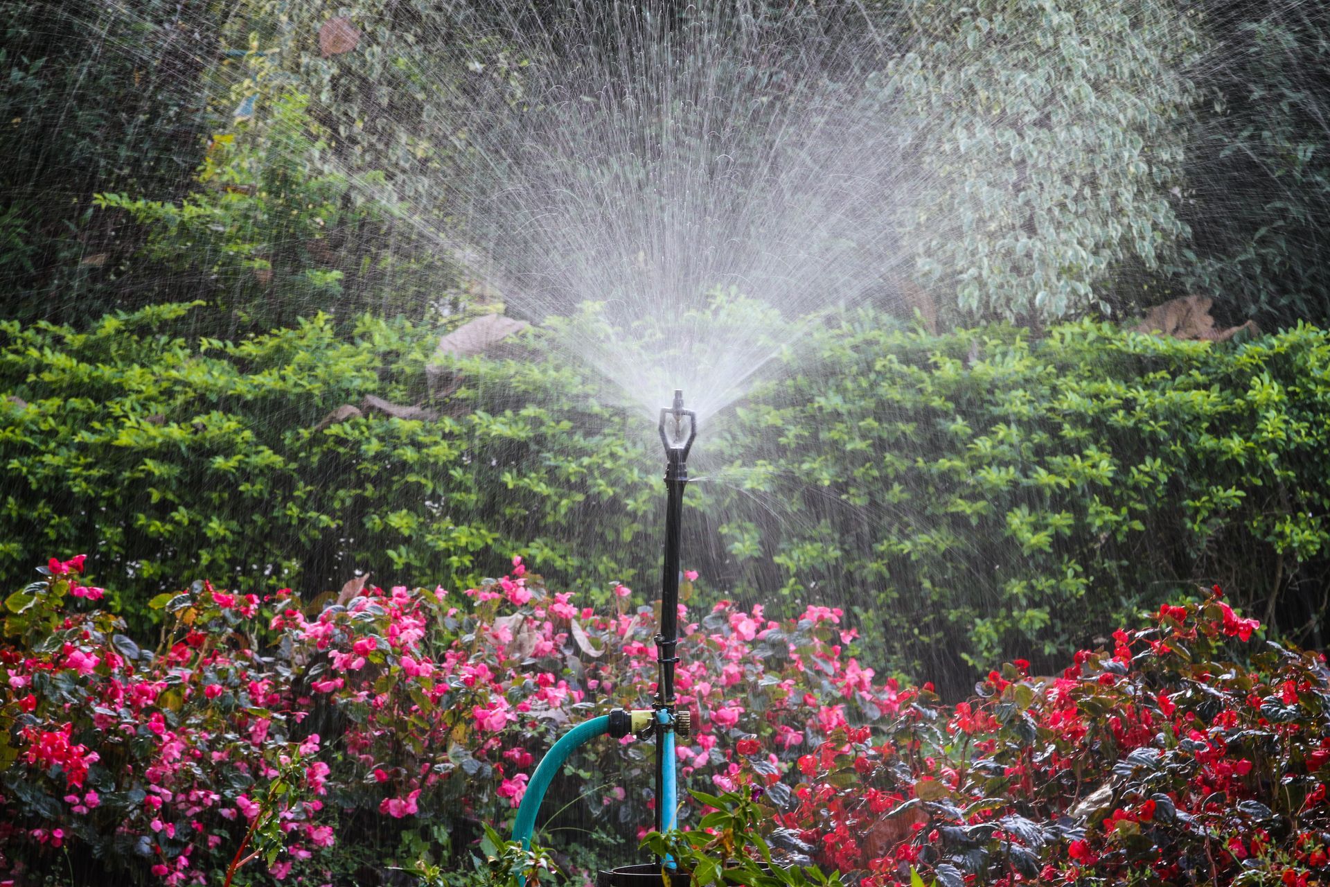 A sprinkler is spraying water on flowers in a garden.