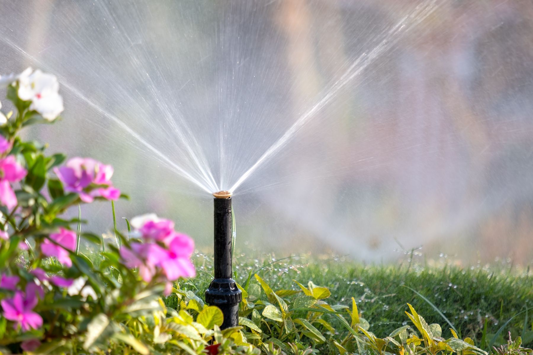 A sprinkler is spraying water in a garden with flowers in the background.