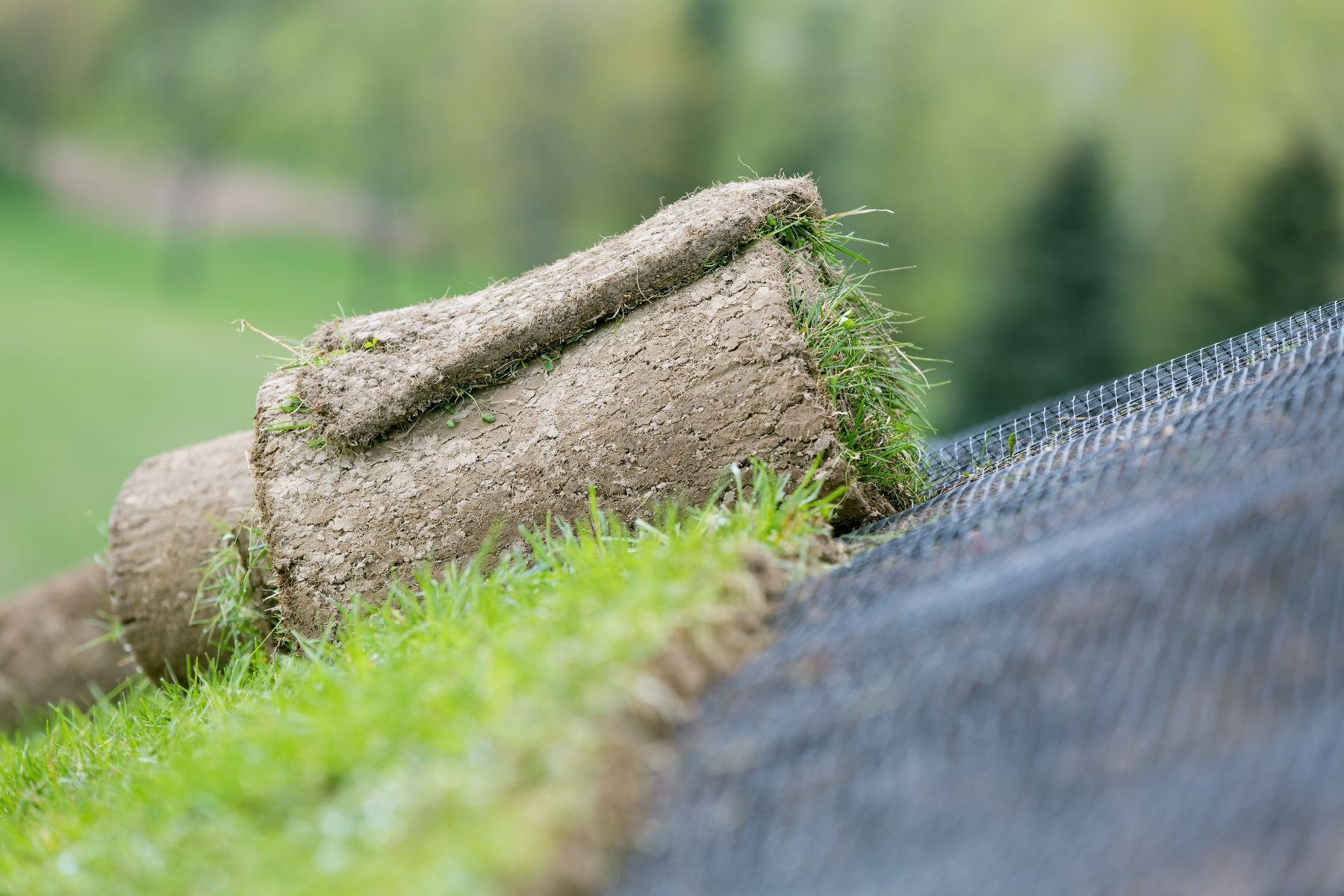 A roll of turf is laying on top of a lawn.