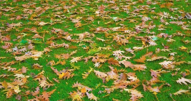 Leaves On The Grass
