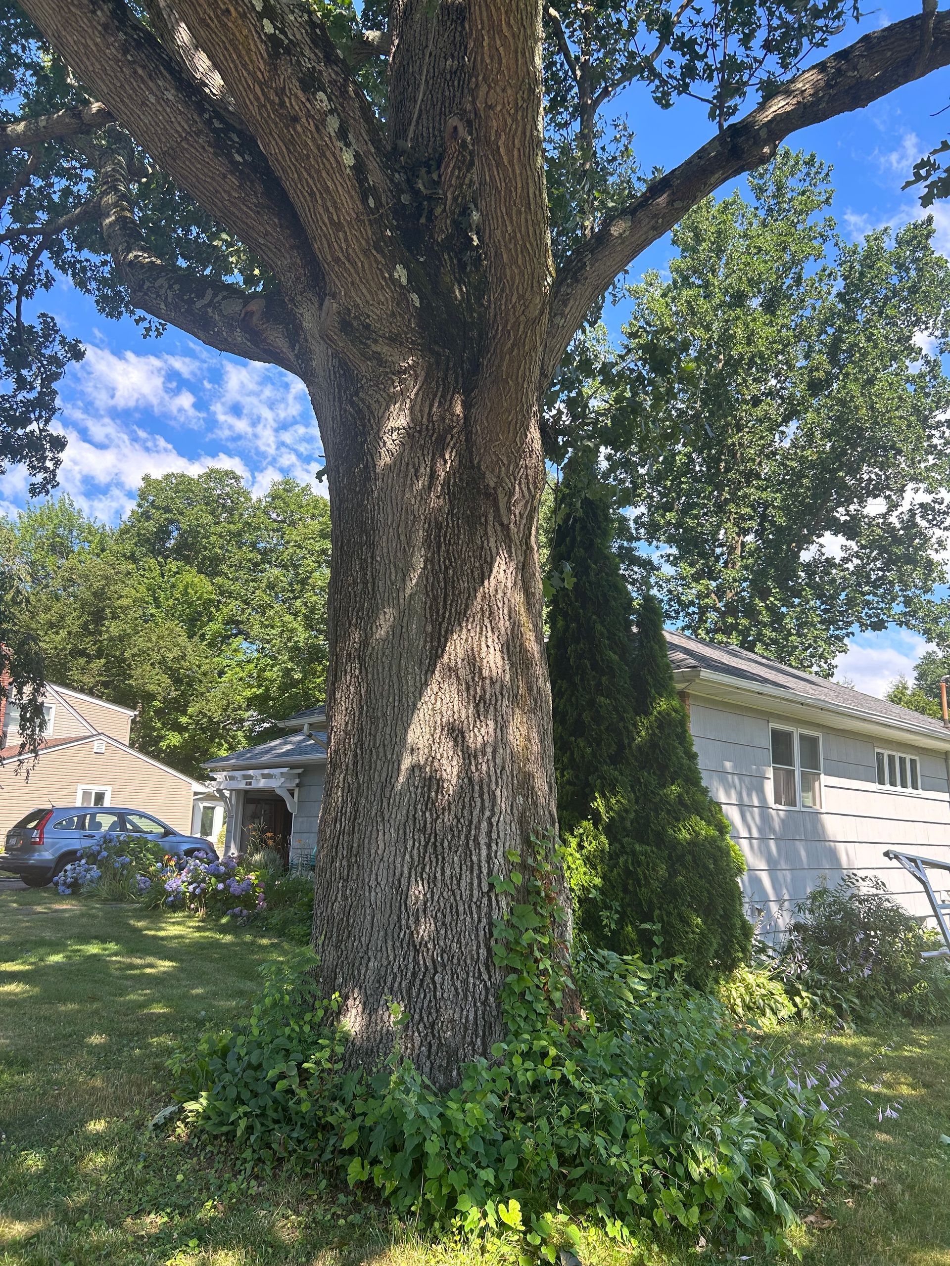 A large tree in front of a house on a sunny day