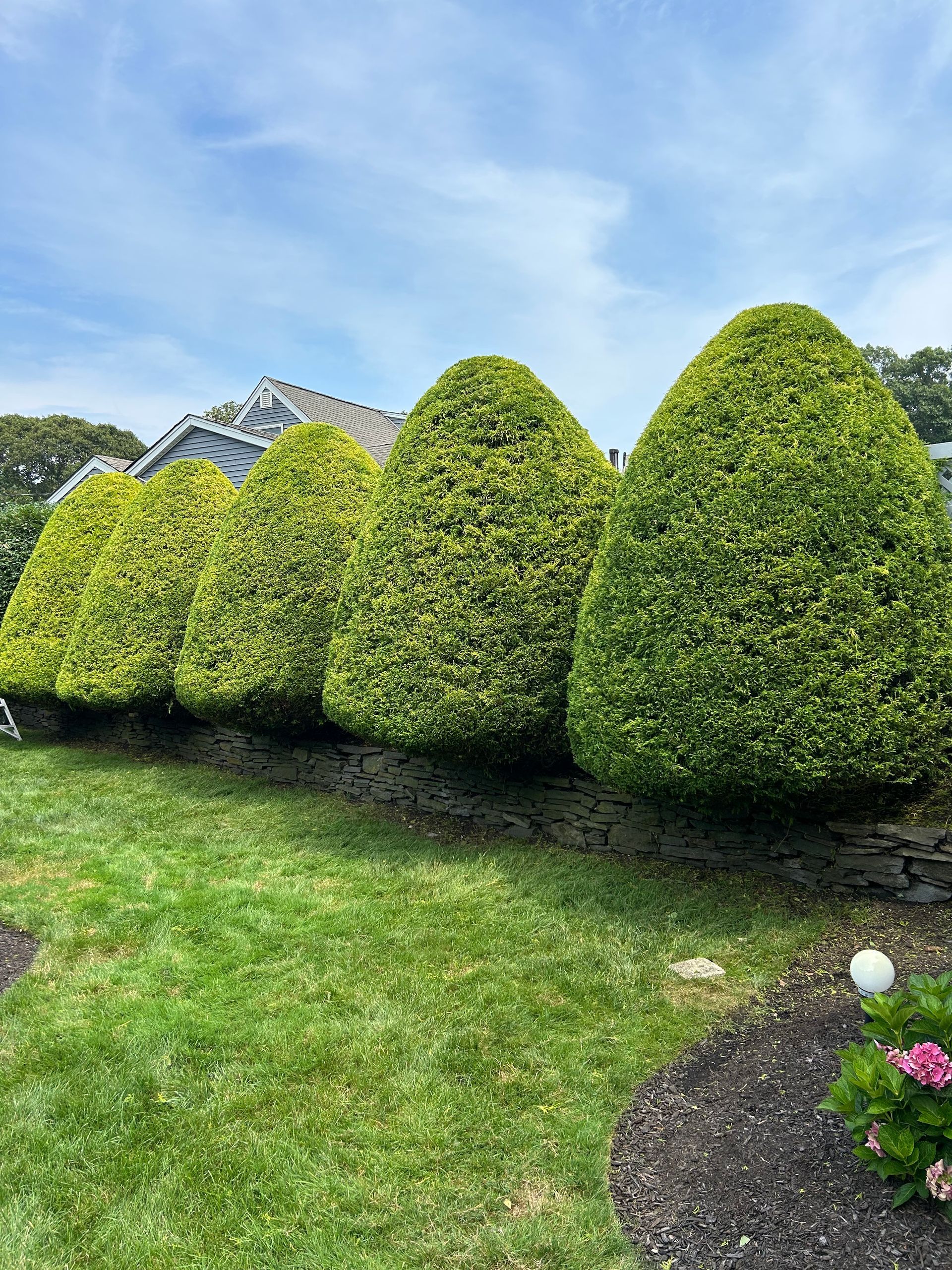 A row of bushes in a yard with a house in the background.