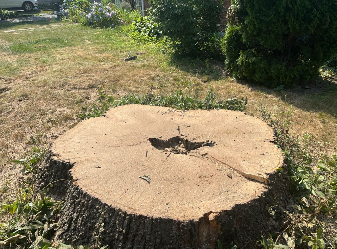 A large tree stump in the middle of a grassy field.