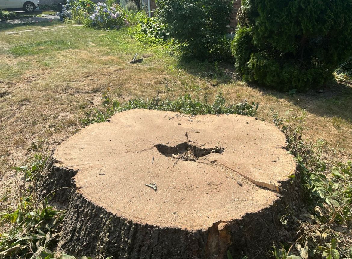 A large tree stump is sitting in the middle of a grassy field.