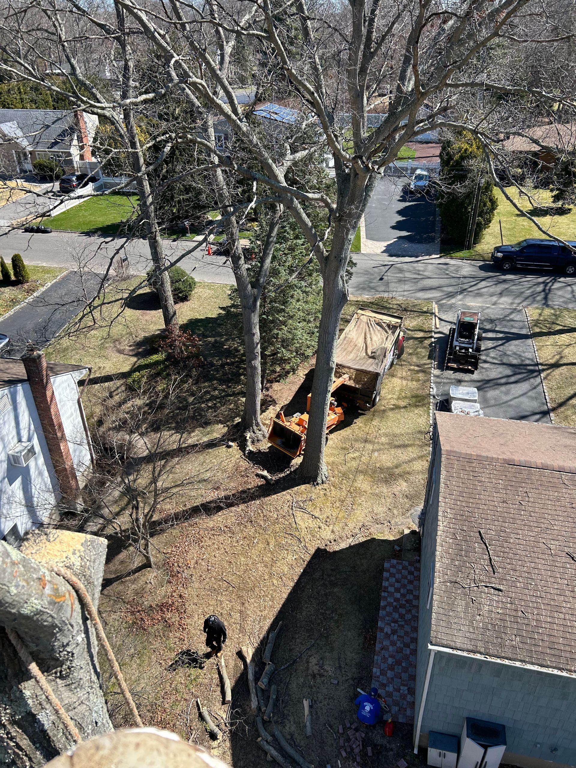 An aerial view of a tree being cut down in a residential area.