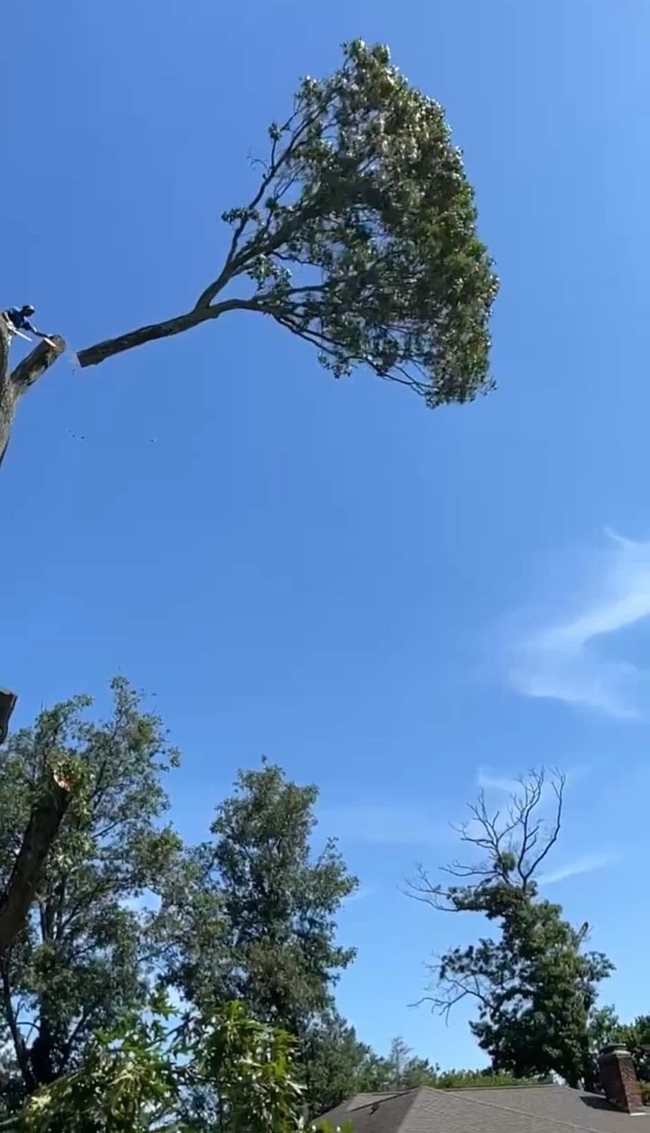 A person is cutting down a tree with a chainsaw.