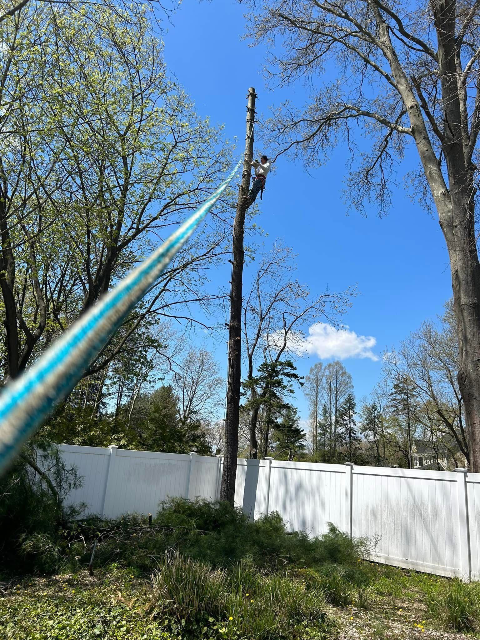 A man is climbing a tree with a hose.