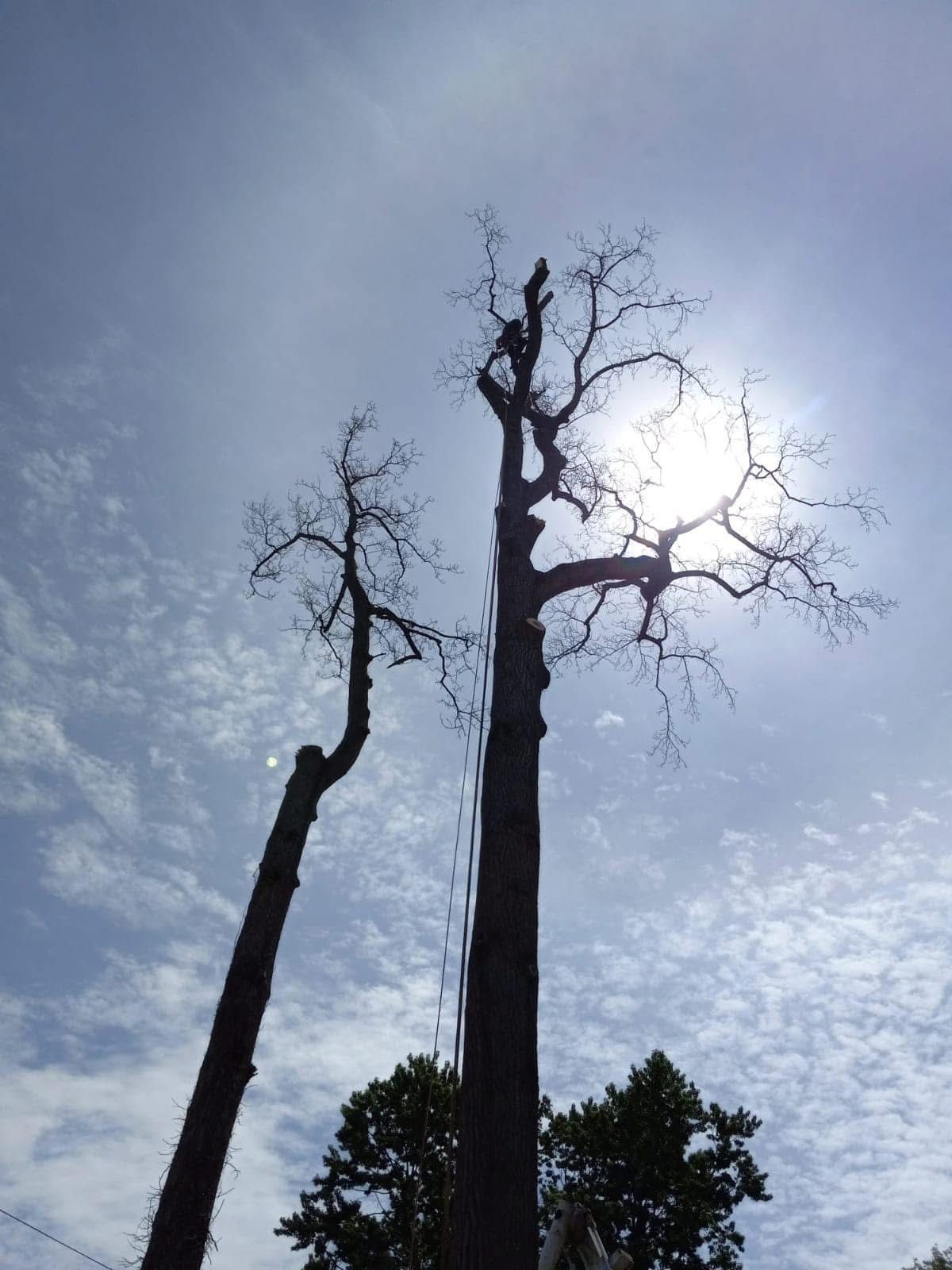 The sun is shining through the branches of a tree