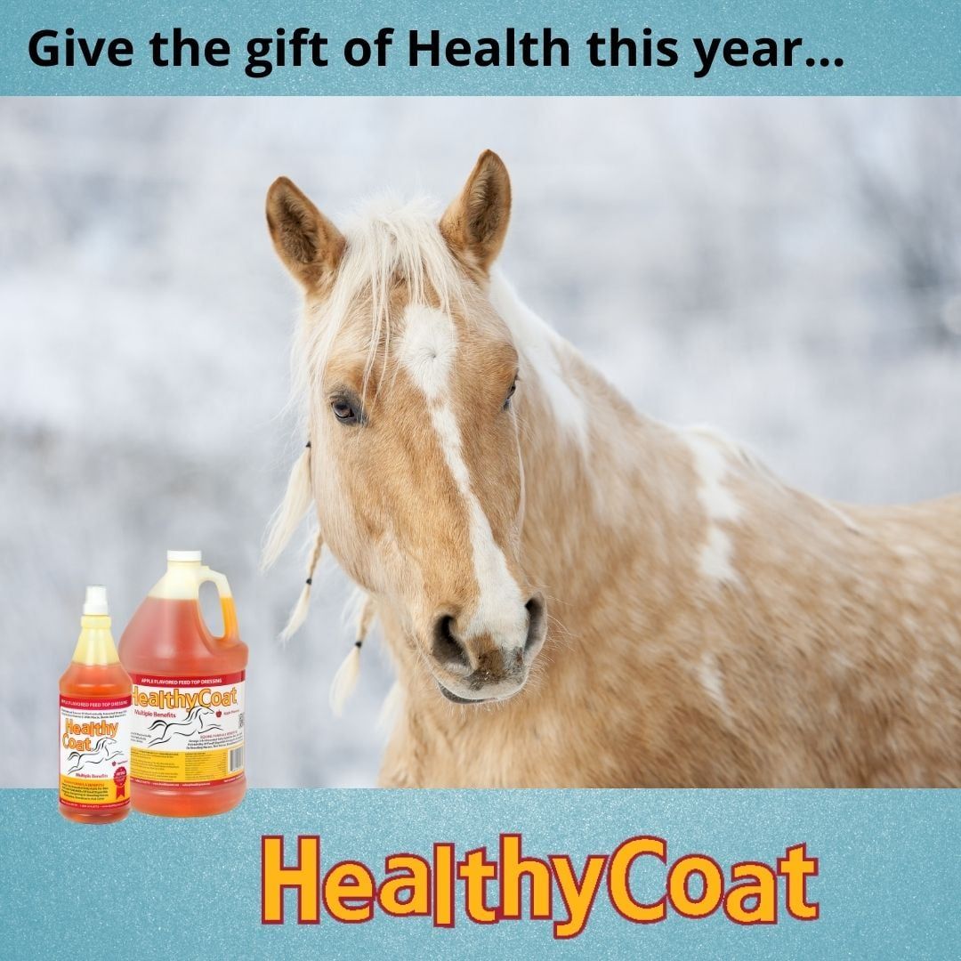 The Appaloosa Horse  Great Horses Benefit From Great Supplements