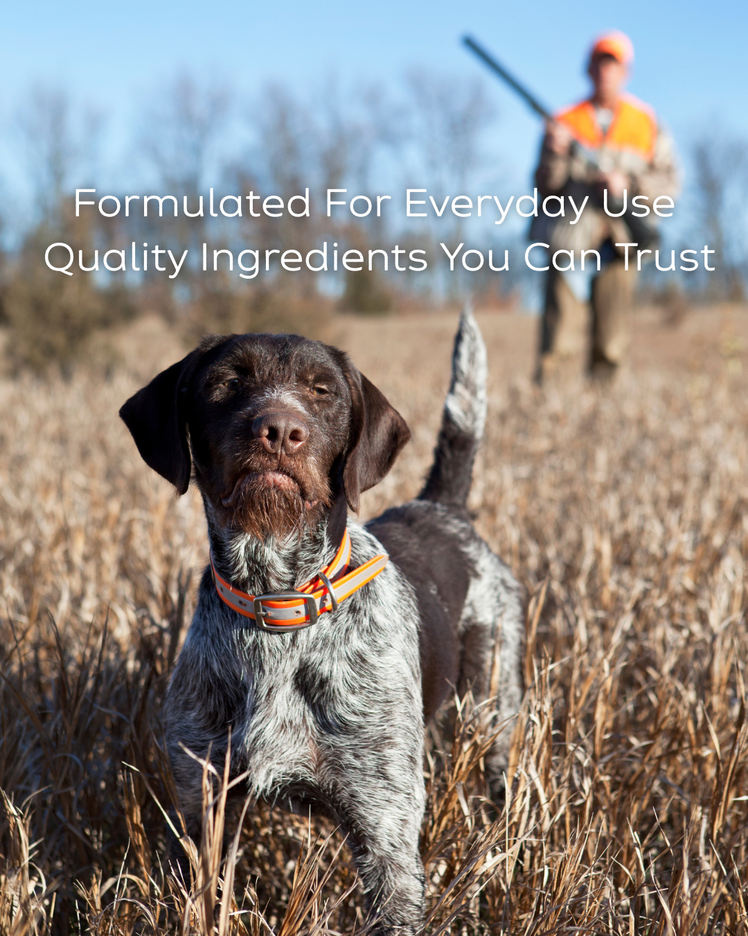 Dog in field with hunter in the background. Dog has brown and white fur, wearing orange collar, hunter holds a shotgun.