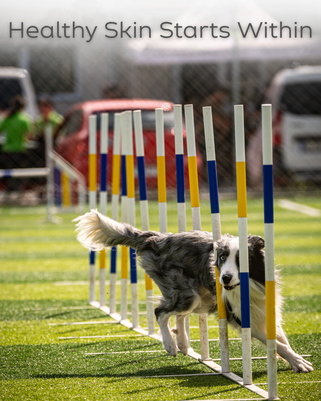 Dog weaving through agility poles on a green field. Healthy Skin Starts Within text at top.