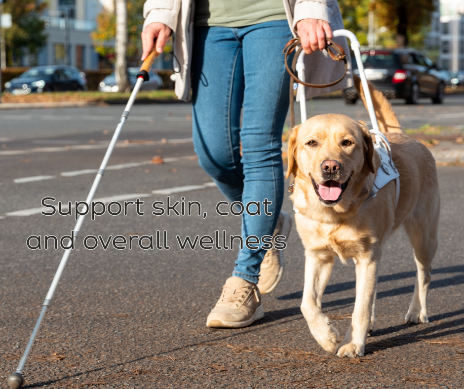 Person with a white cane and guide dog walking on a city street. Dog has a vest.