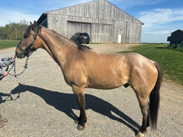 A person is standing next to a brown horse in front of a barn