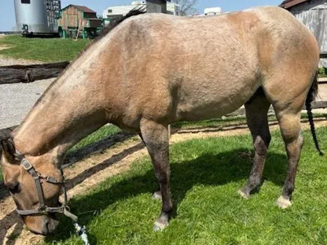 A brown horse is grazing in the grass in a field.