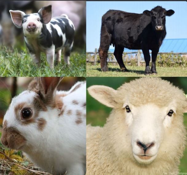 Clockwise from top left: Pig, cow, sheep, and rabbit.