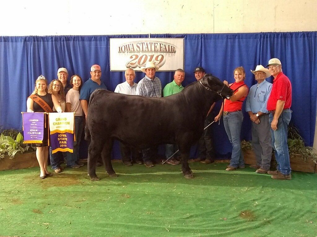 Black bull with group of people in front of a blue curtain; likely a livestock show.